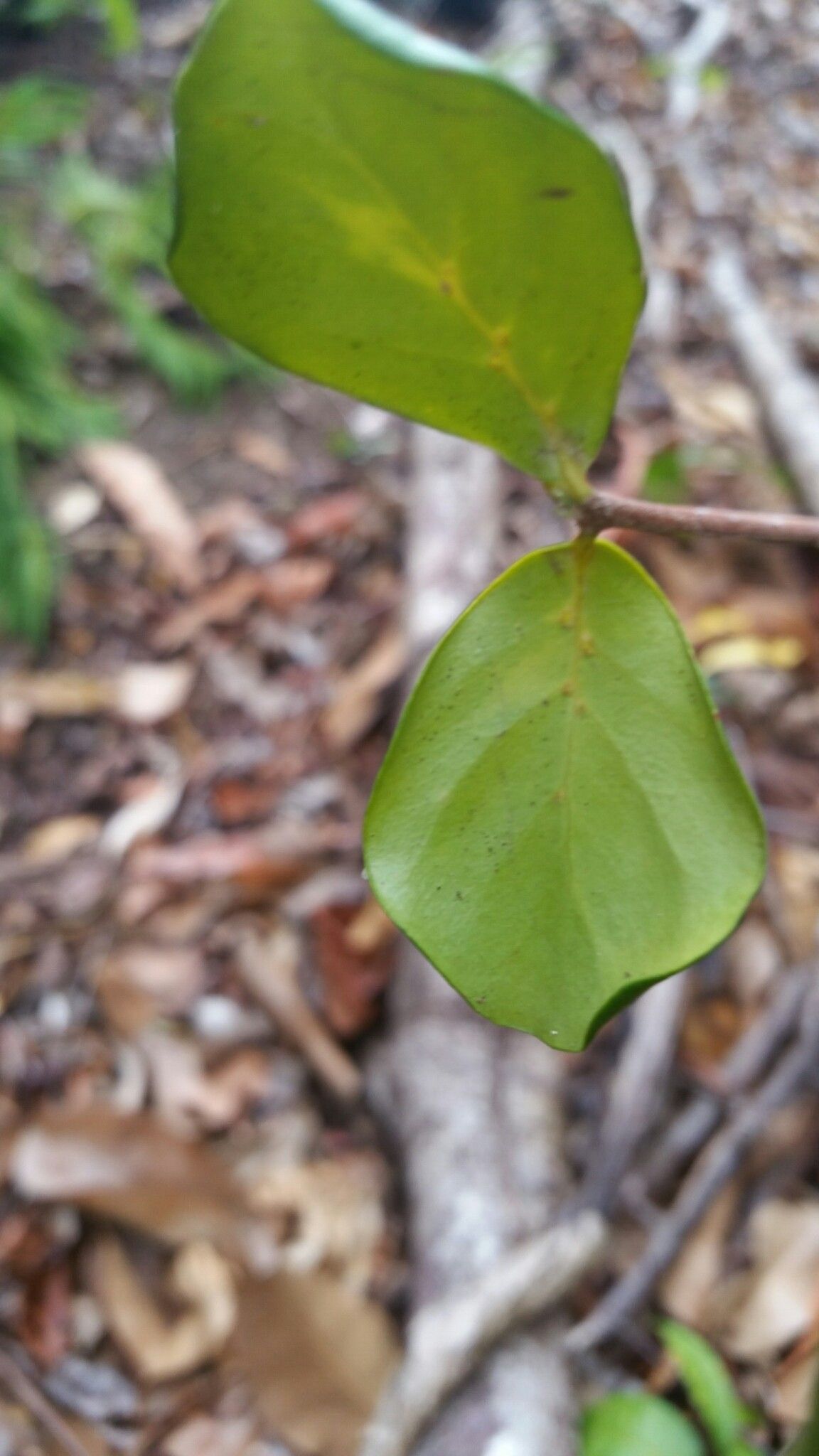 Coffea ratsimamangae — houseplant care guide