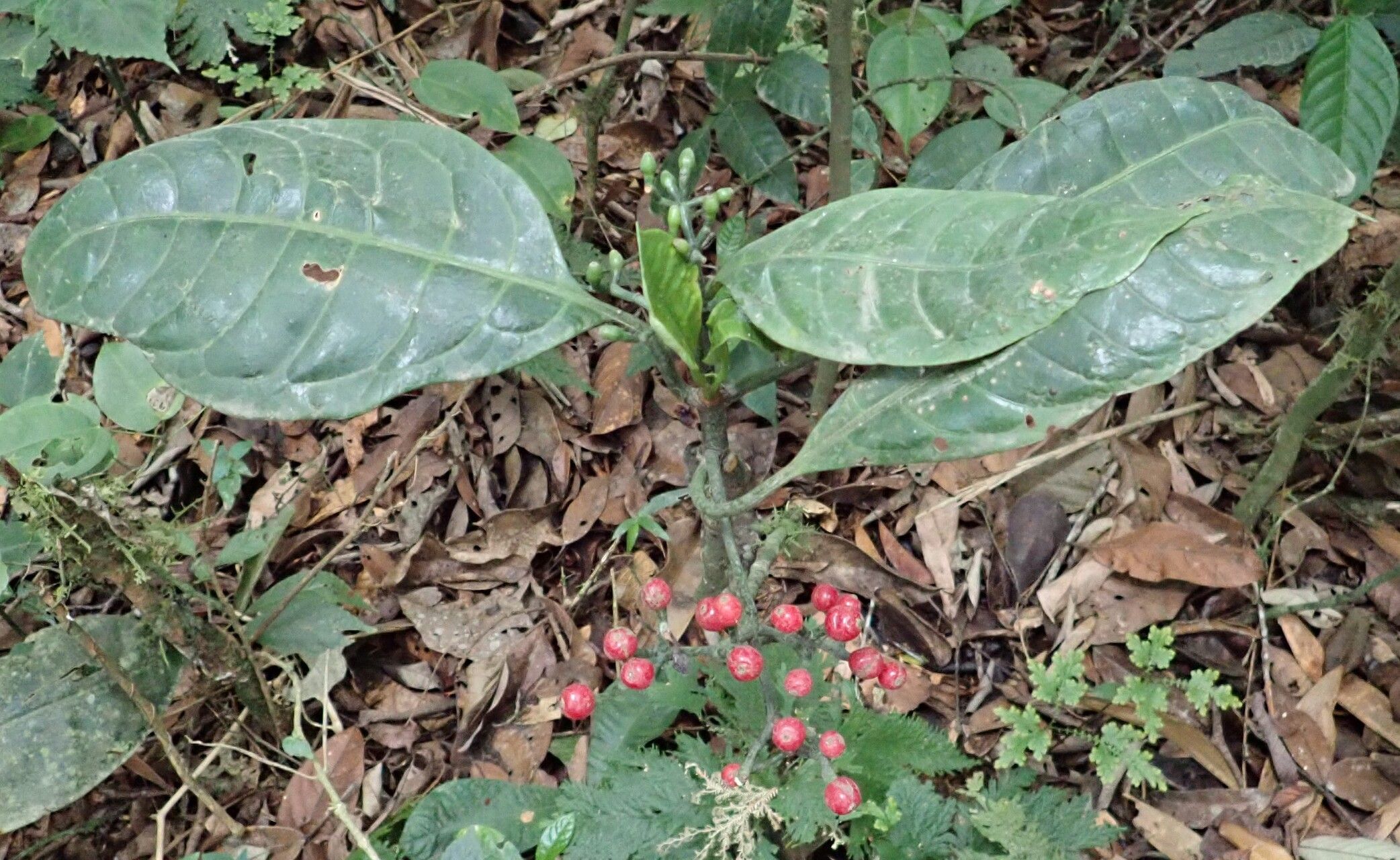 Psychotria nubisylvae habit