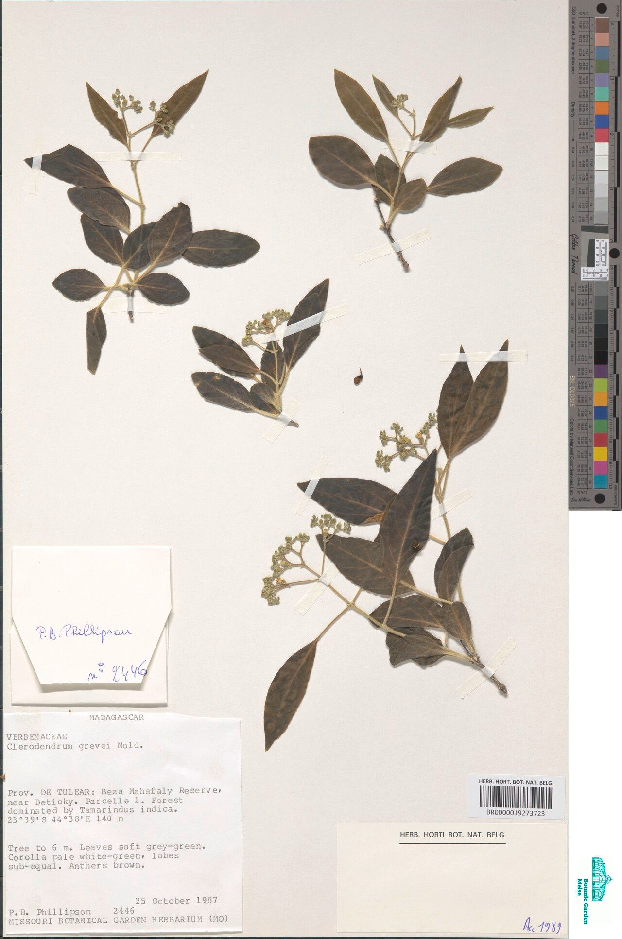 Clerodendrum grevei — houseplant care guide