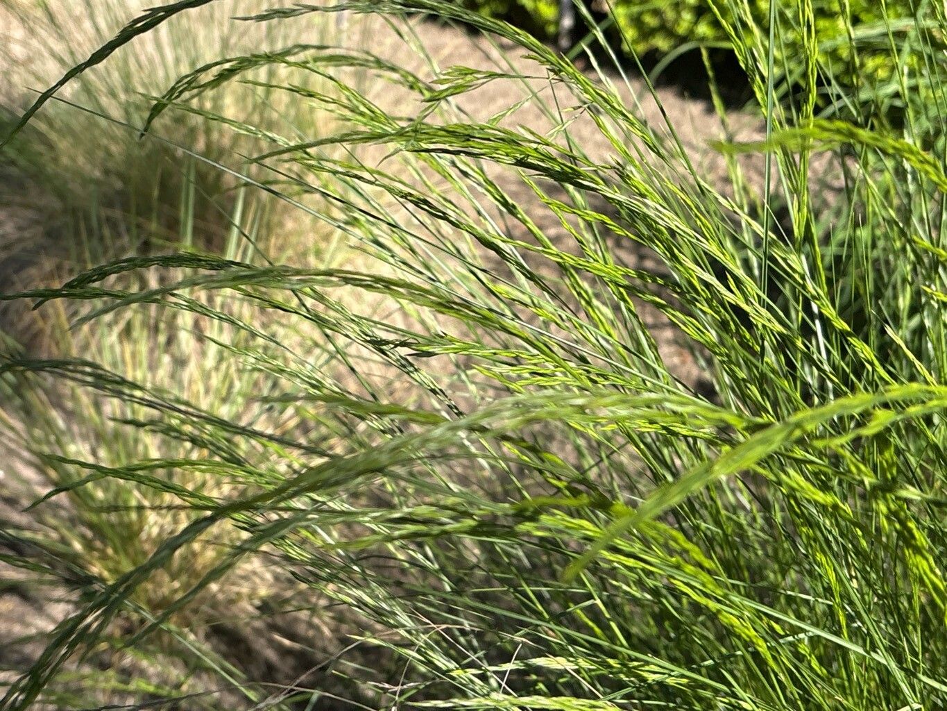Festuca ampla flower
