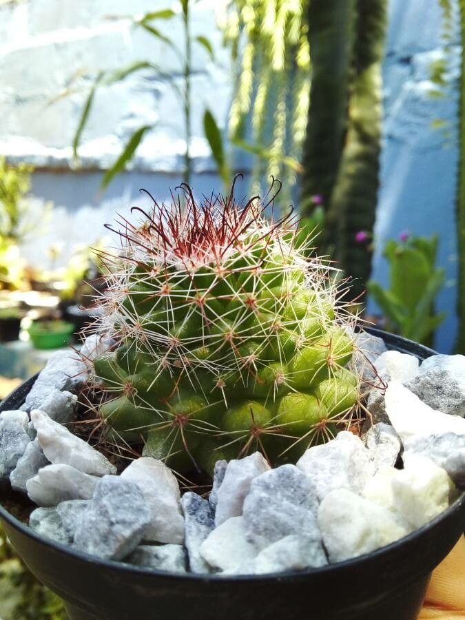Mammillaria wrightii — search result for 'Mammillaria'