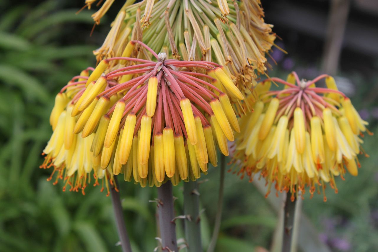 Aloe capitata flower