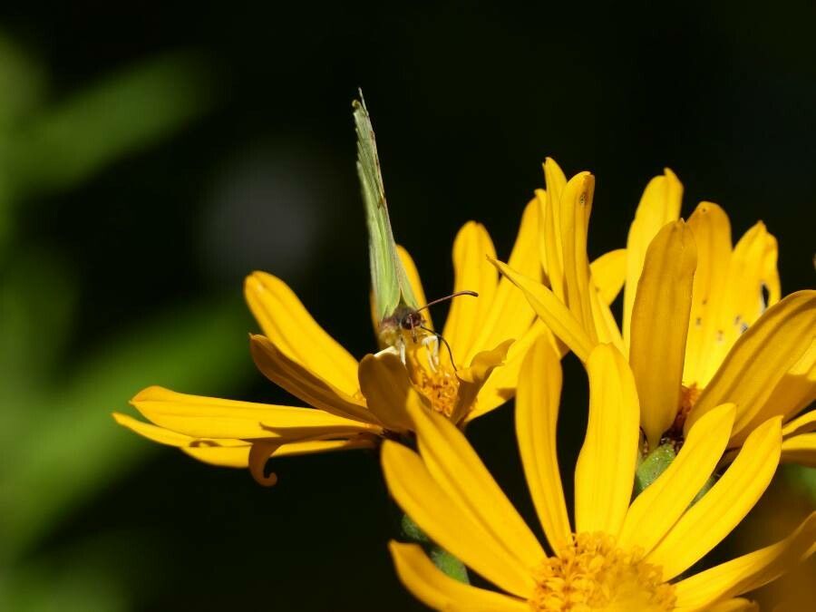Ligularia sibirica flower