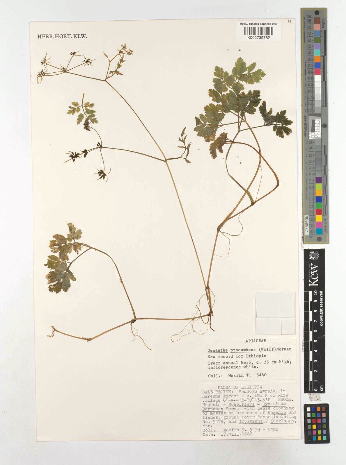 Oenanthe procumbens — houseplant care guide