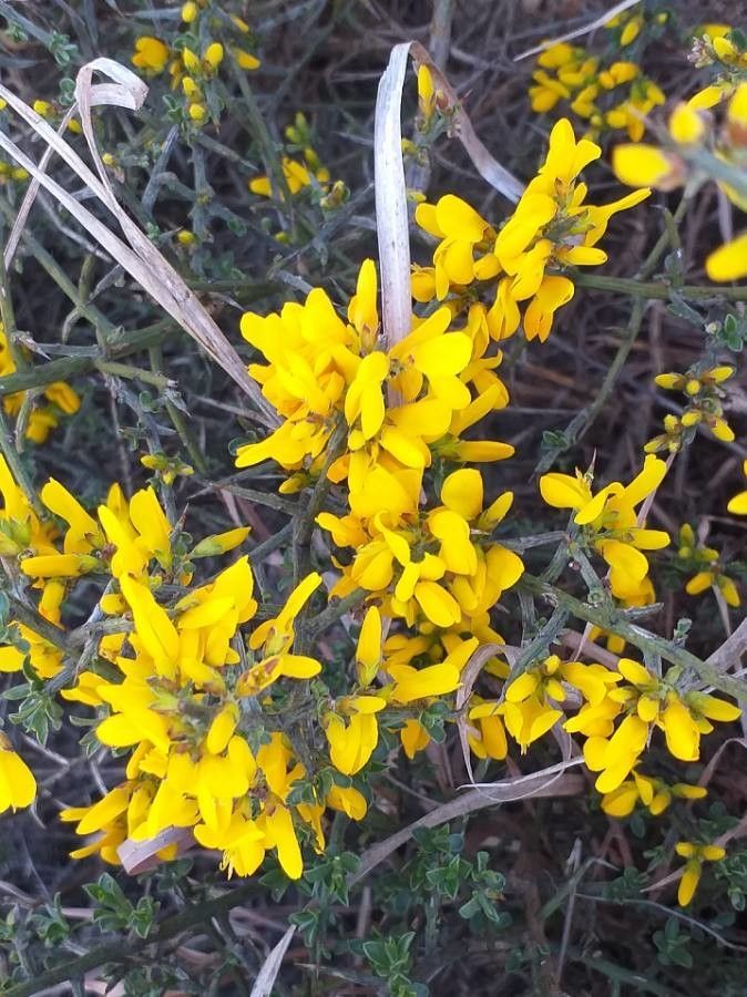 Genista scorpius flower