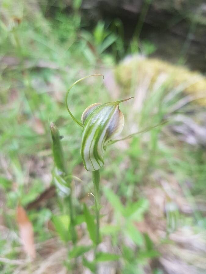 Pterostylis ophioglossa flower