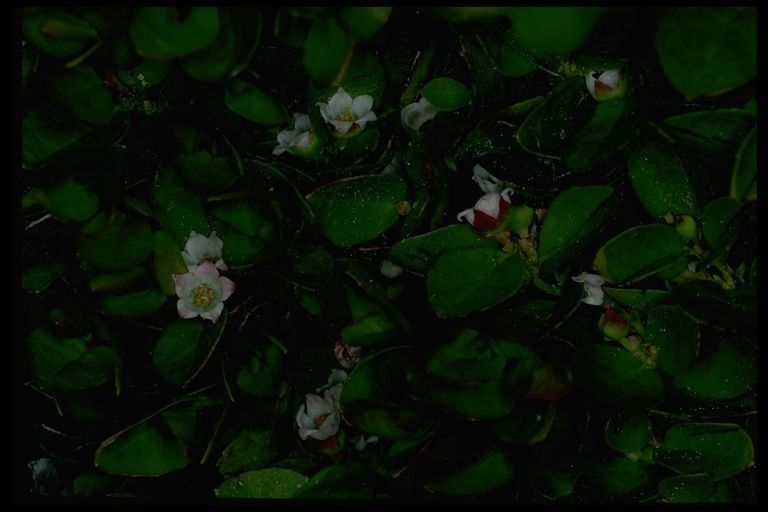 Gaultheria humifusa habit