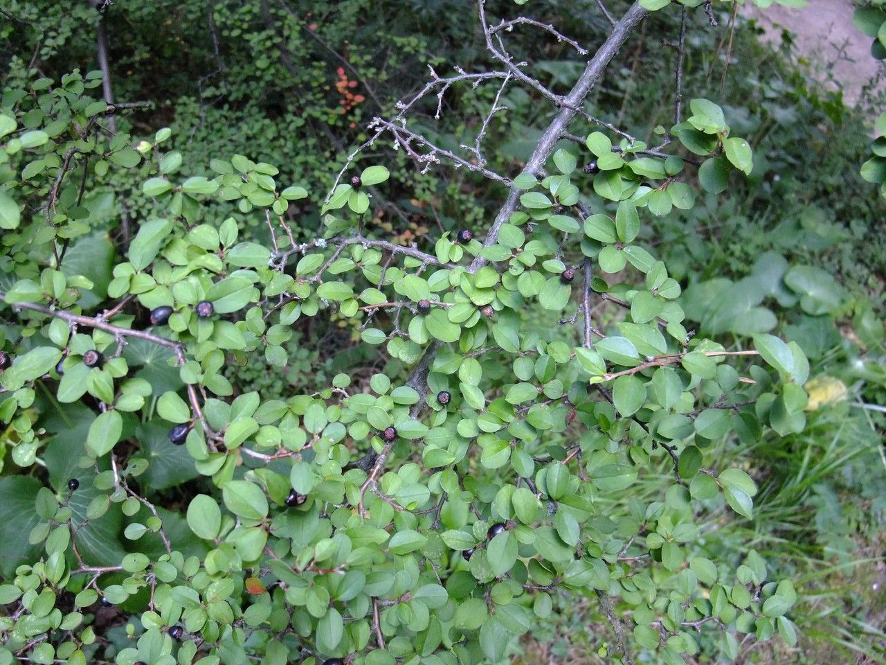 Cotoneaster nitens habit