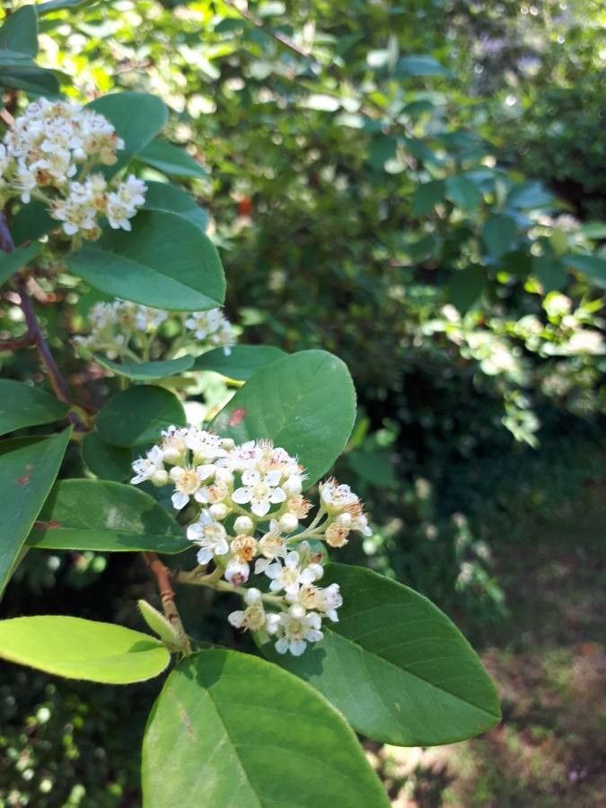 Cotoneaster lacteus flower