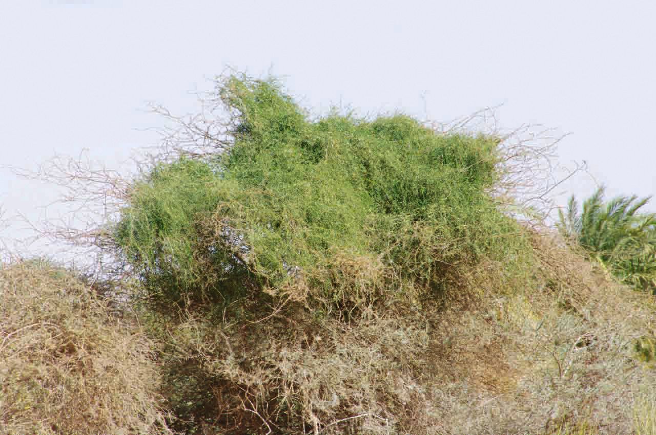 Cocculus pendulus habit