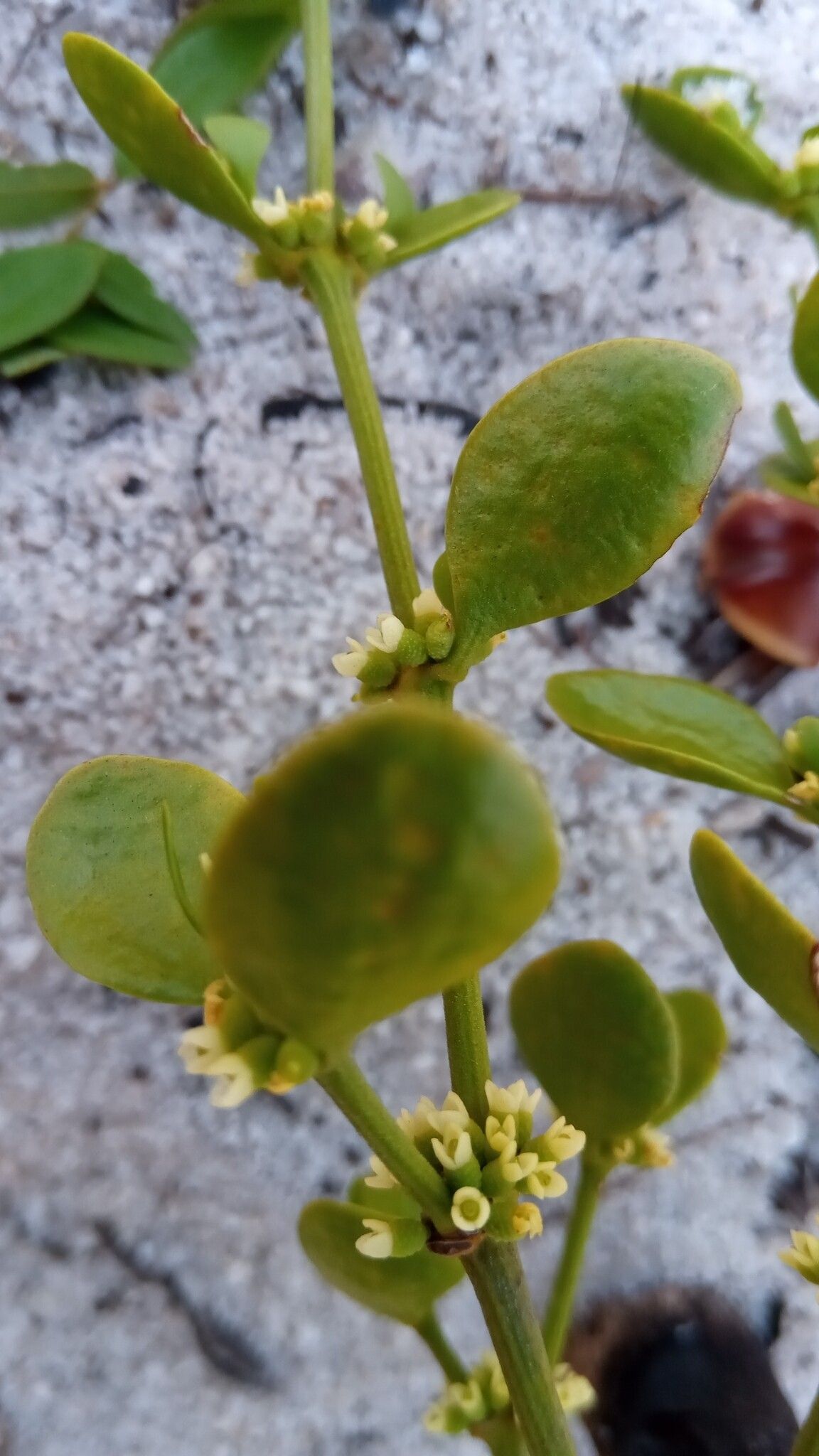 Viscum ambongoense habit