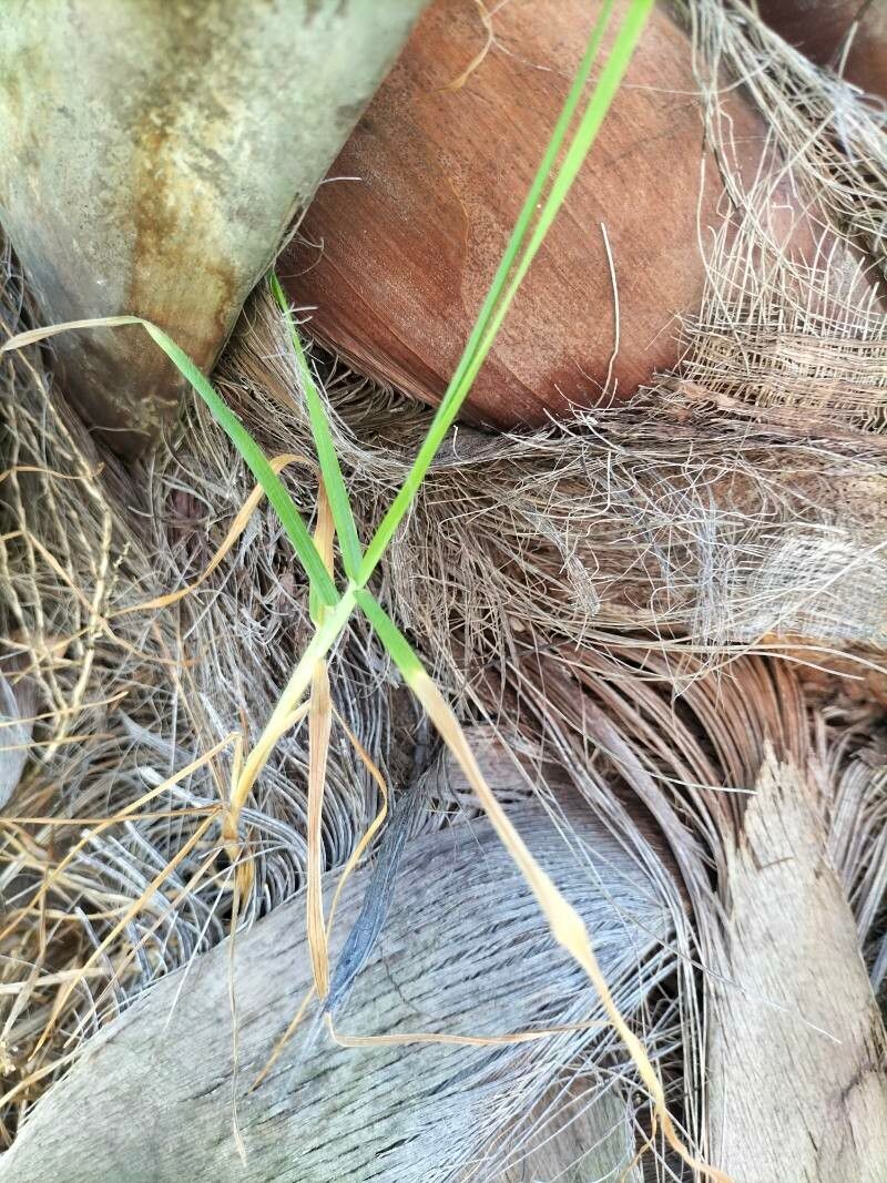 Ehrharta erecta — search result for 'Poaceae'