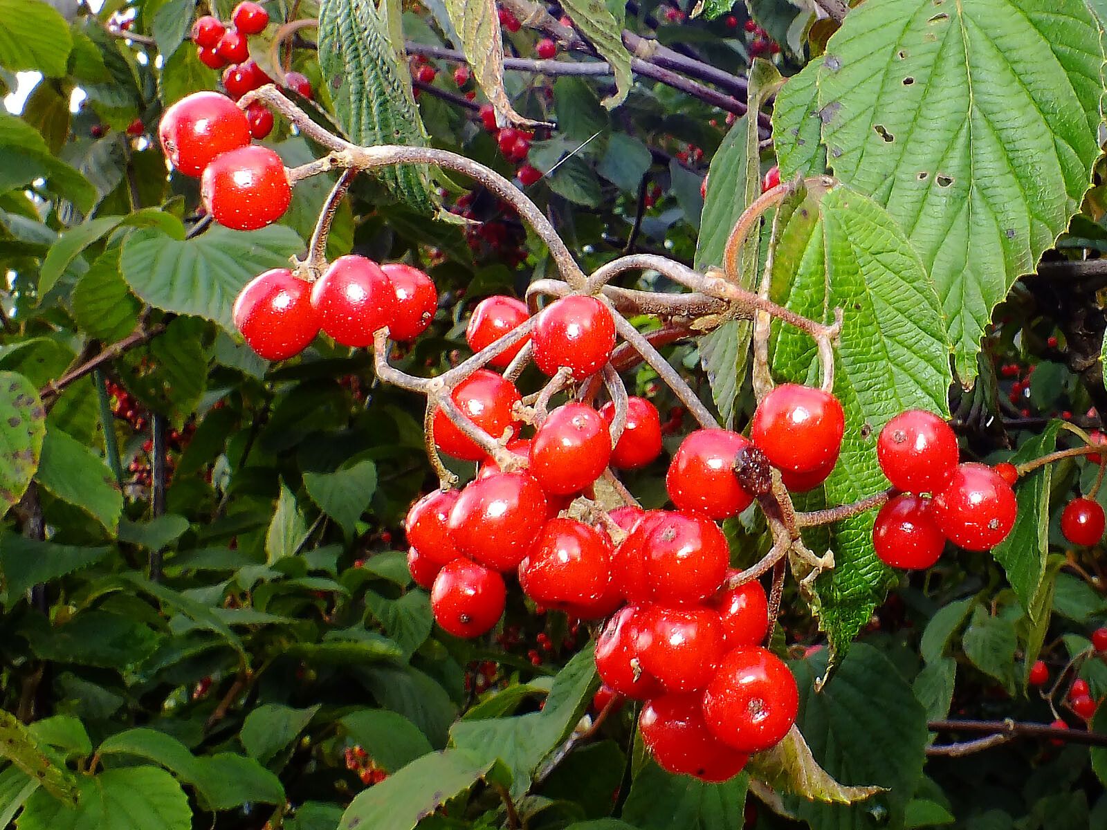 Viburnum betulifolium fruit