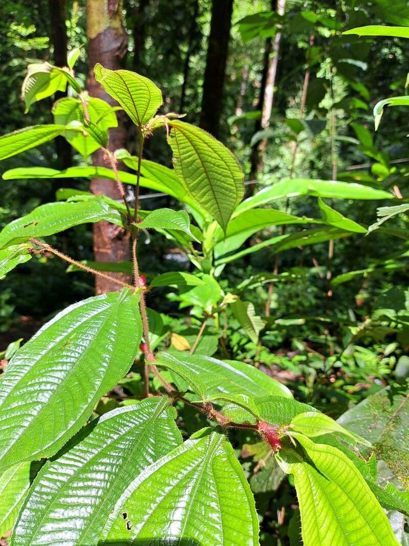 Miconia mayeta leaf