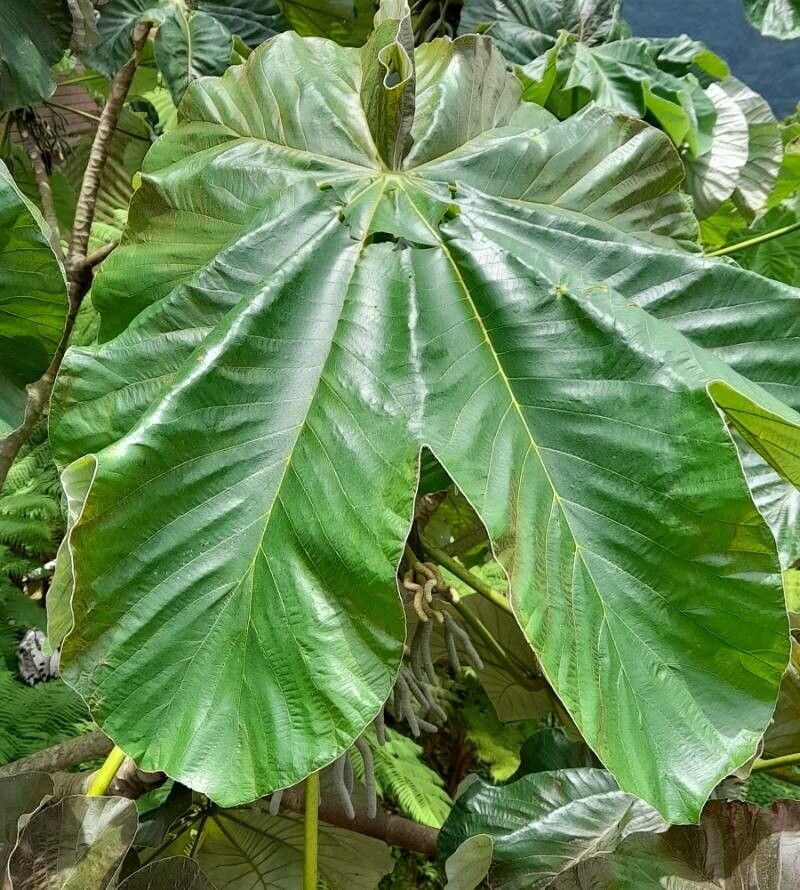 Cecropia schreberiana — search result for 'Cecropia'