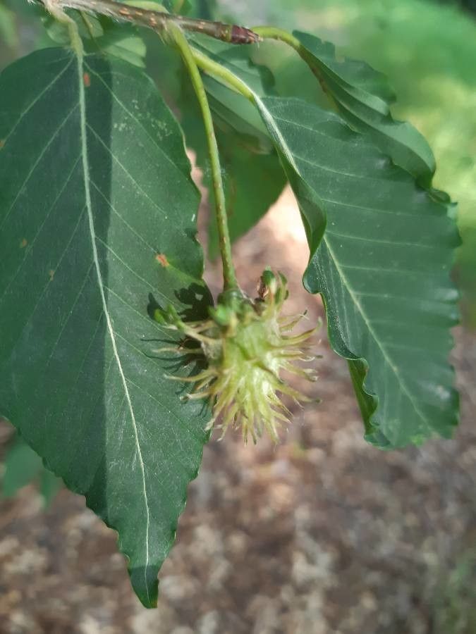 Fagus engleriana fruit