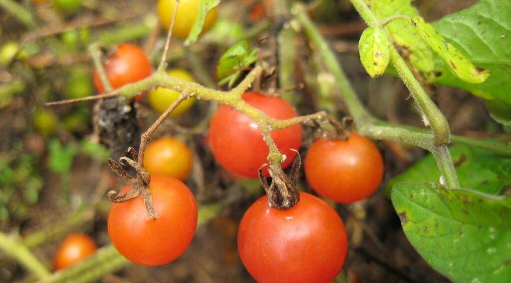 Solanum cheesmaniae fruit