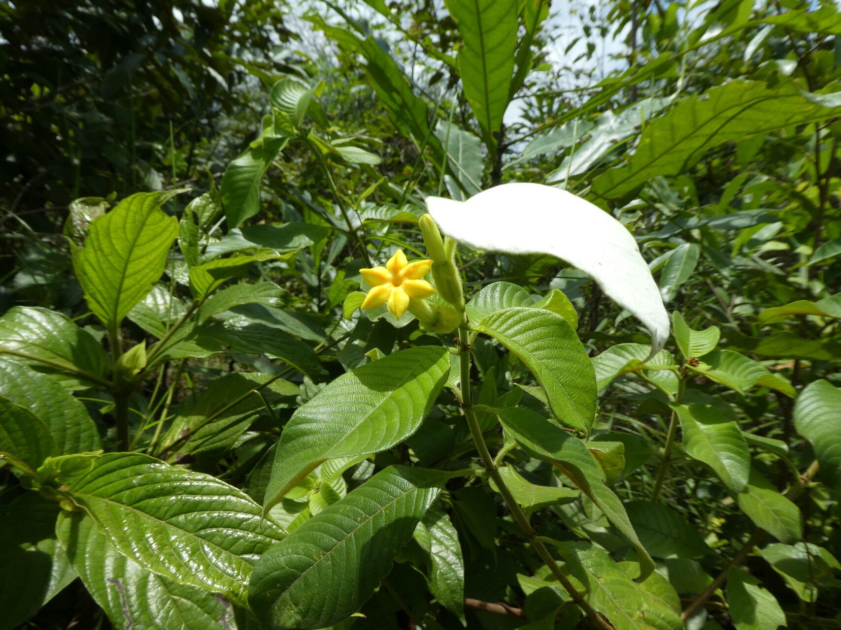 Mussaenda afzelii — related species from the same genus