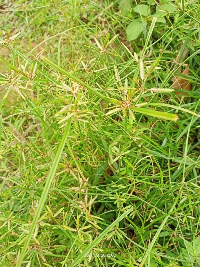 Cyperus sphacelatus leaf