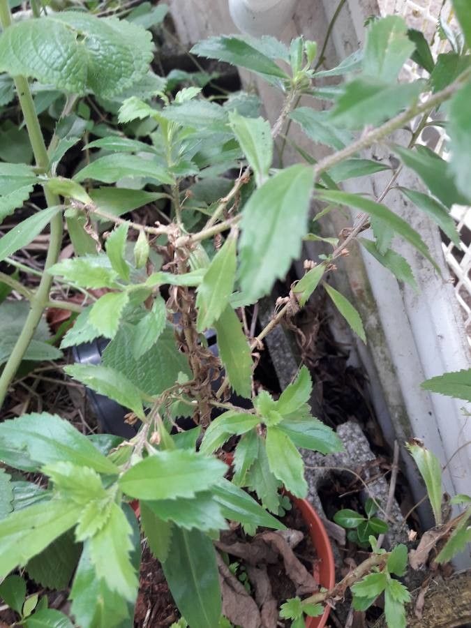 Capraria biflora leaf