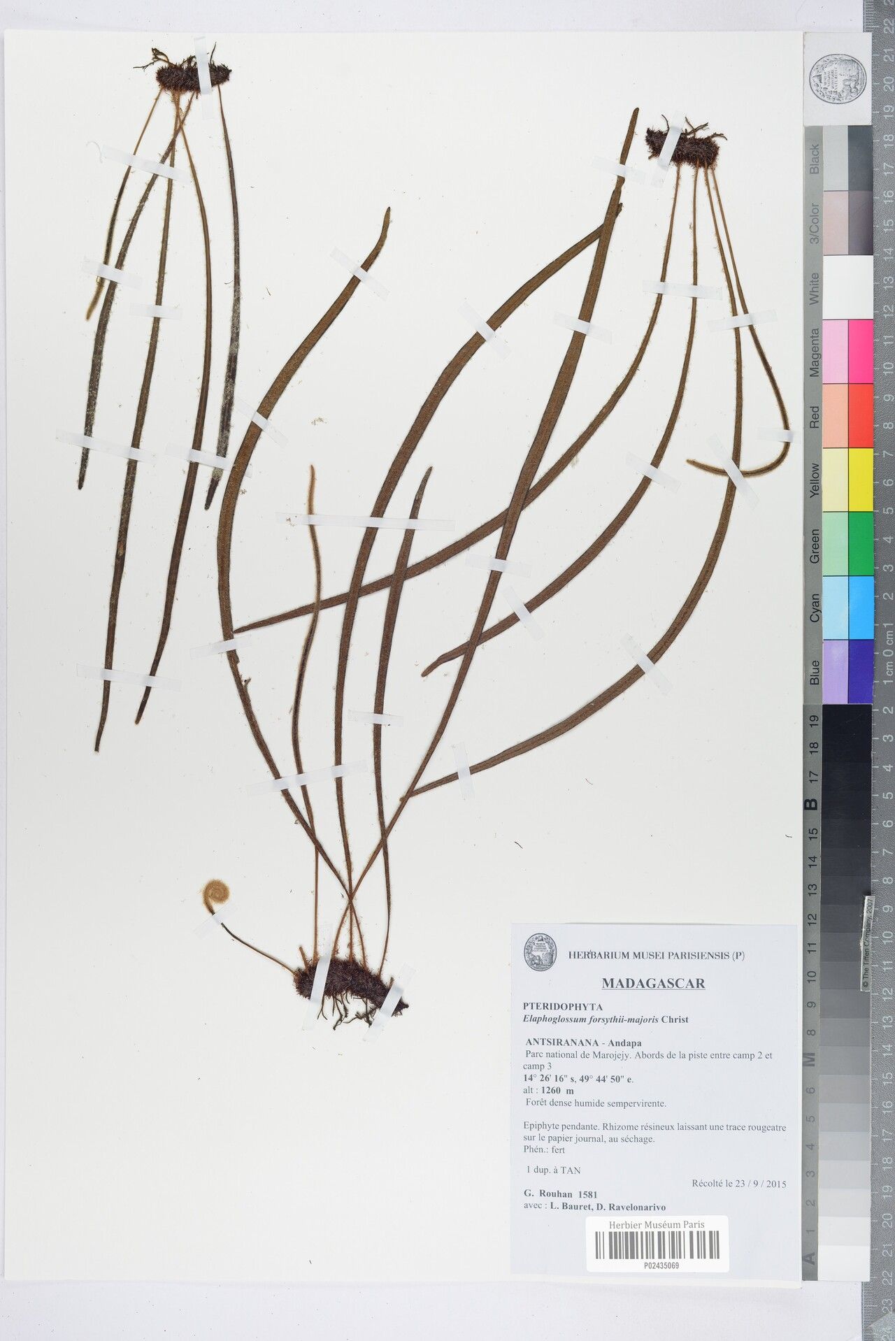 Elaphoglossum forsythii-majoris — houseplant care guide