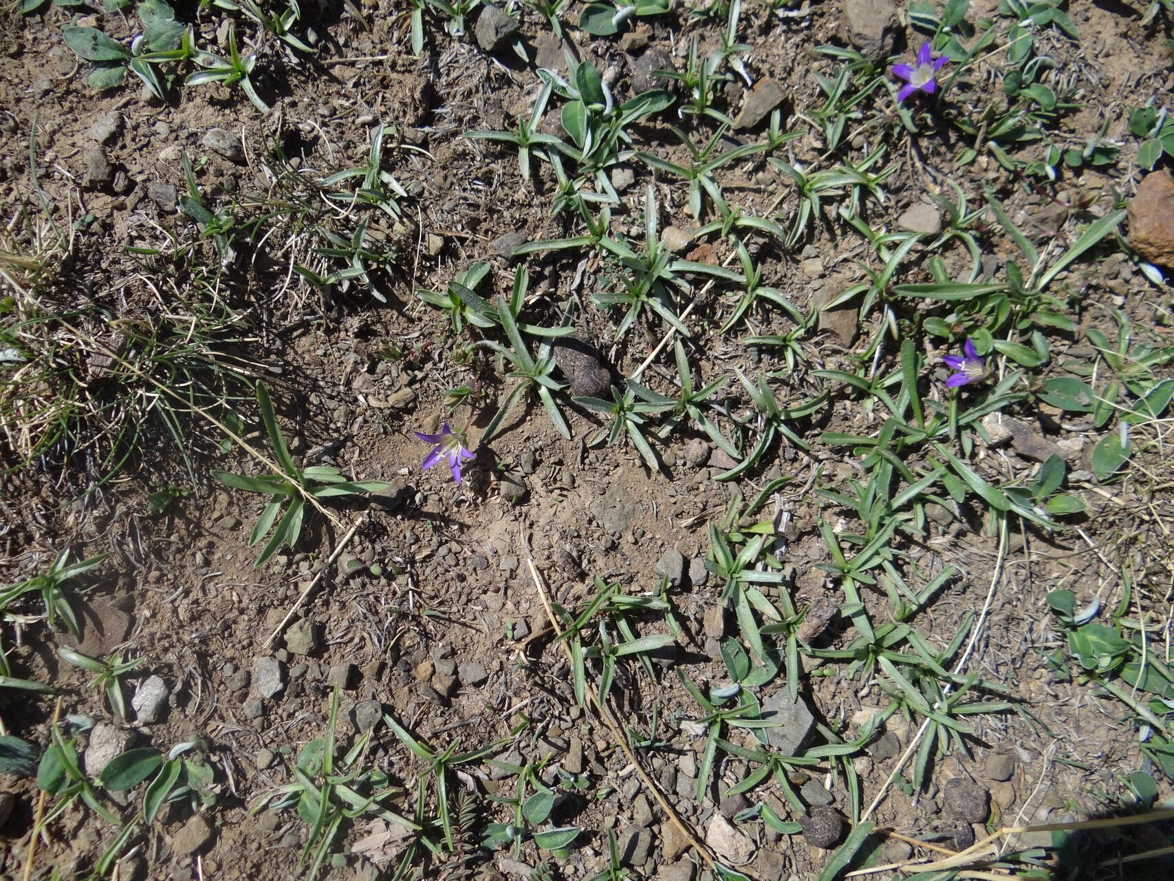 Campanula filicaulis habit