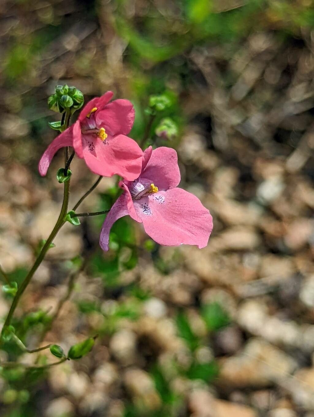 Diascia barberae flower