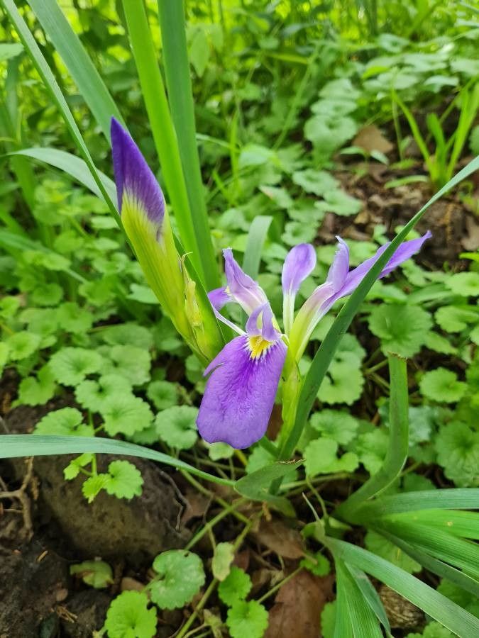 Iris brevicaulis — search result for 'Iris'