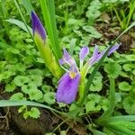 Iris brevicaulis