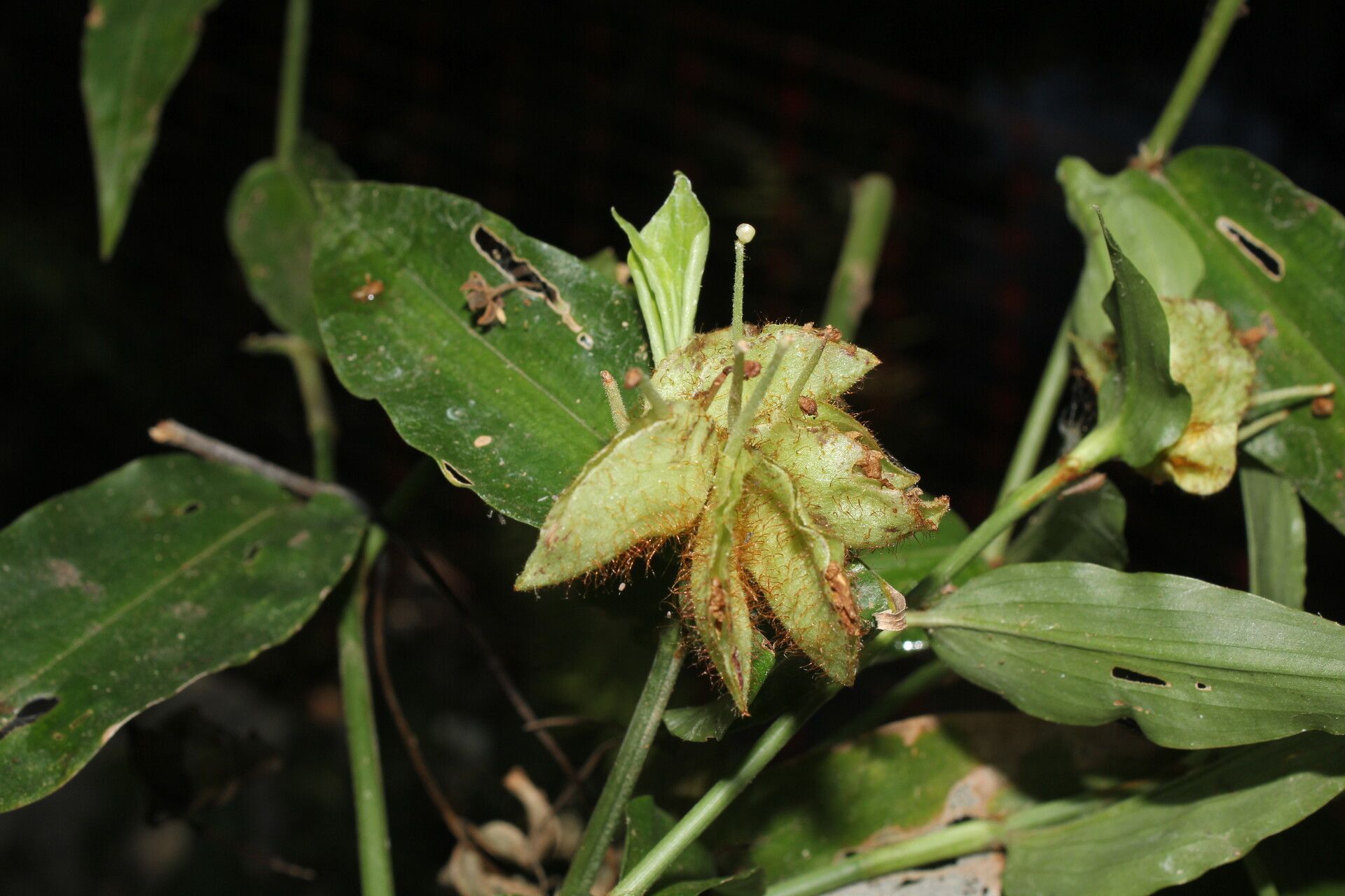Commelina obliqua flower