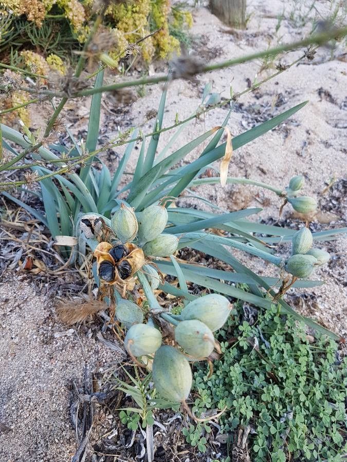 Pancratium maritimum L. — search result for 'Pancratium'