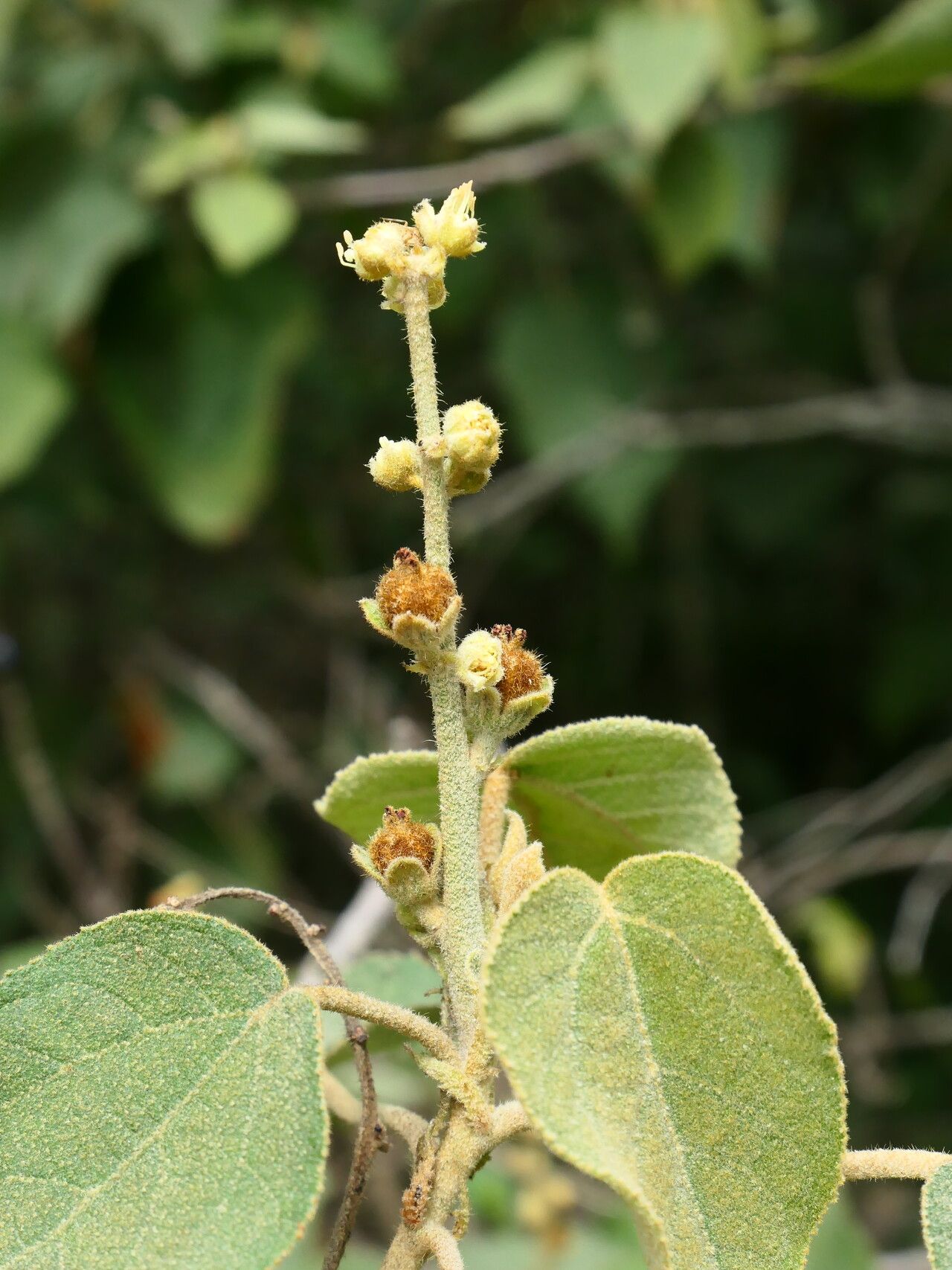 Croton purdiei flower