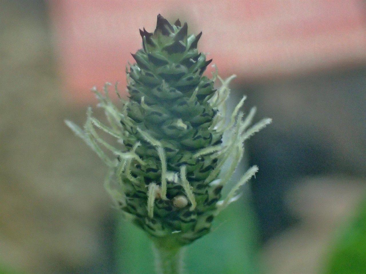 Plantago leiopetala fruit
