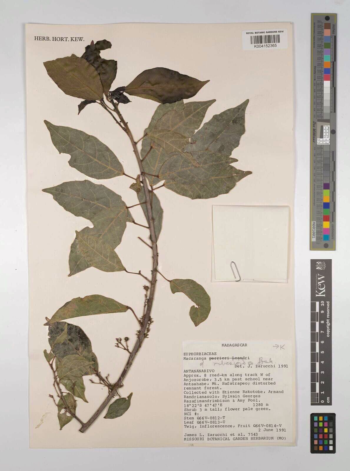 Macaranga ribesioides — houseplant care guide