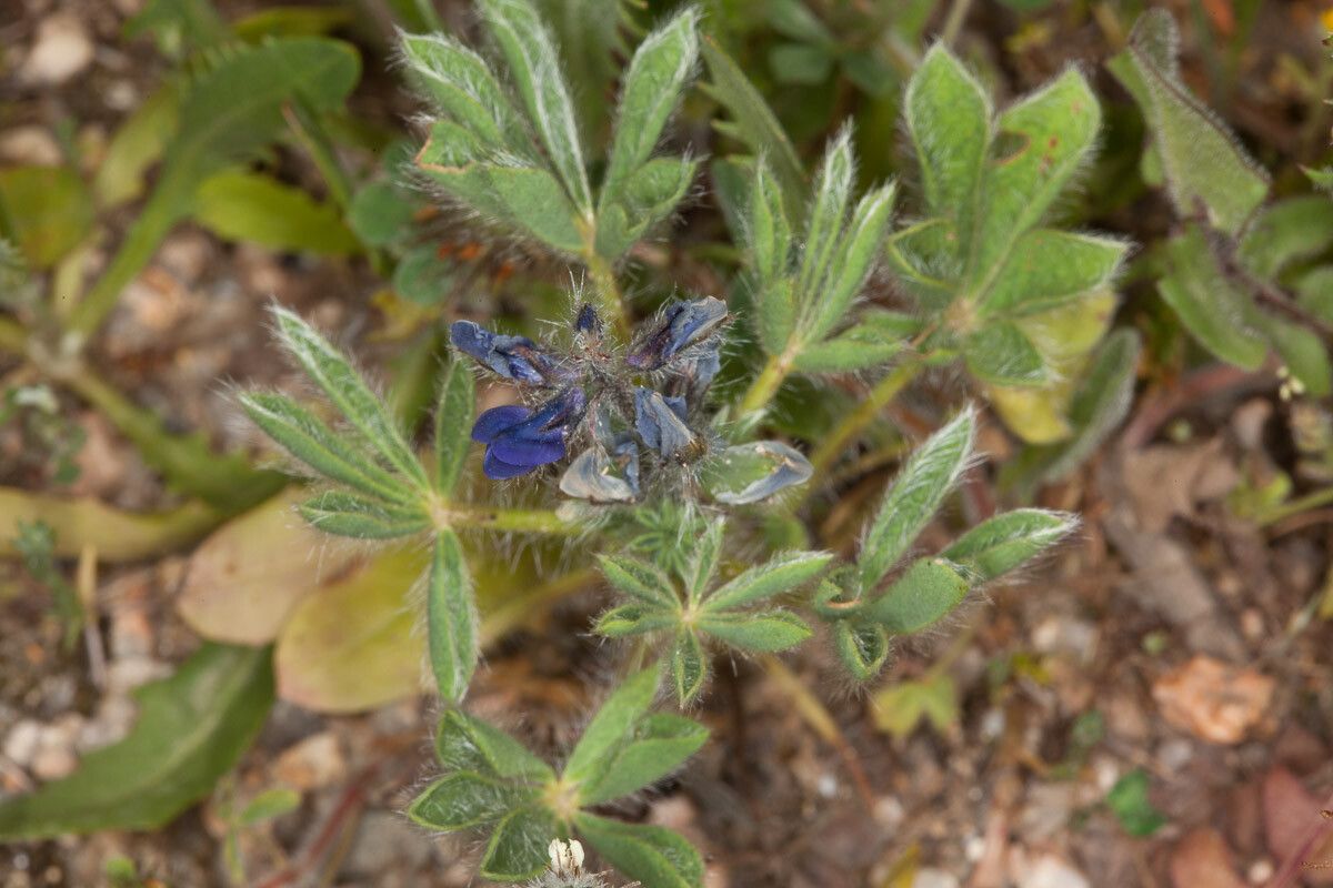 Lupinus micranthus leaf