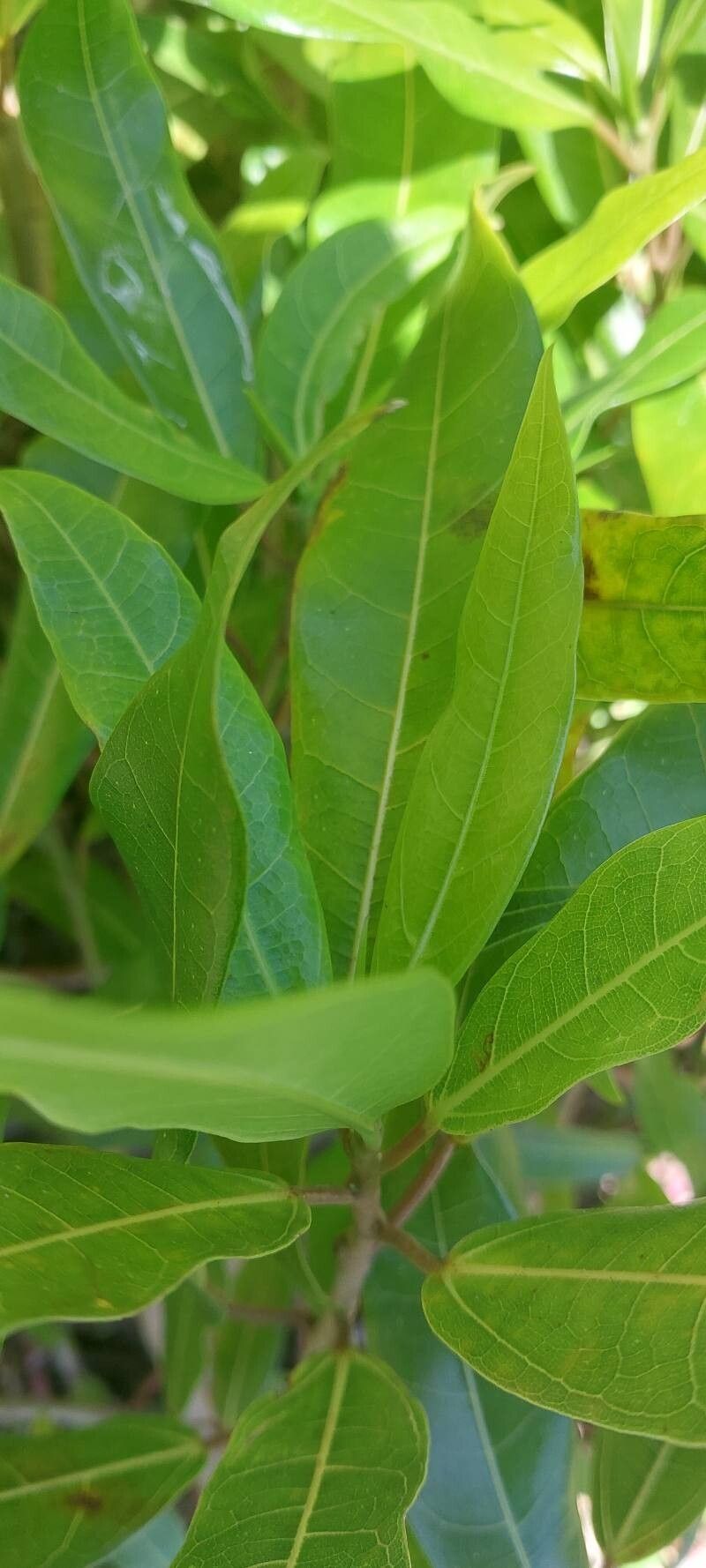 Ficus botryoides leaf