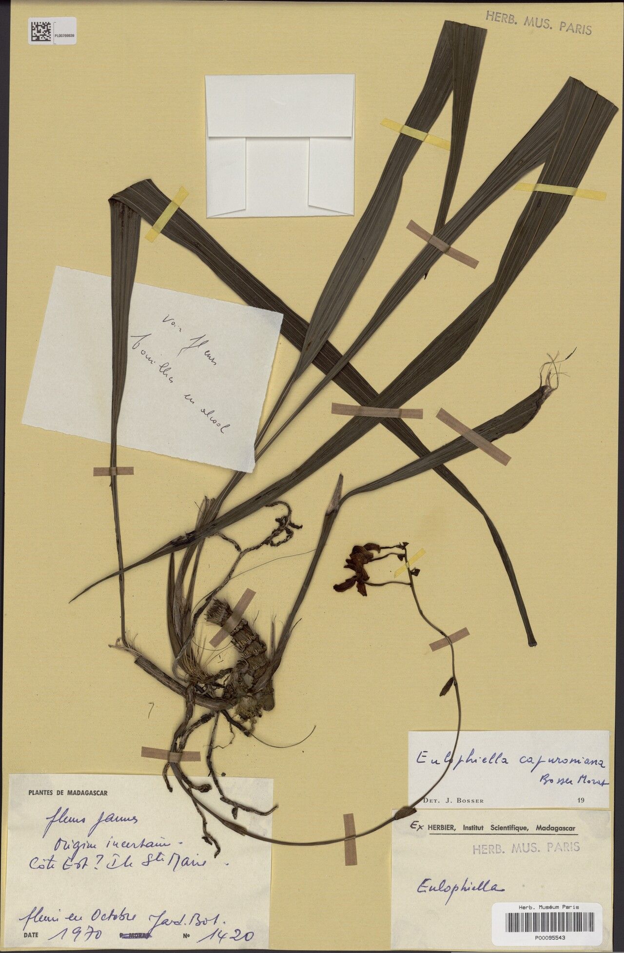 Eulophia capuroniana — houseplant care guide