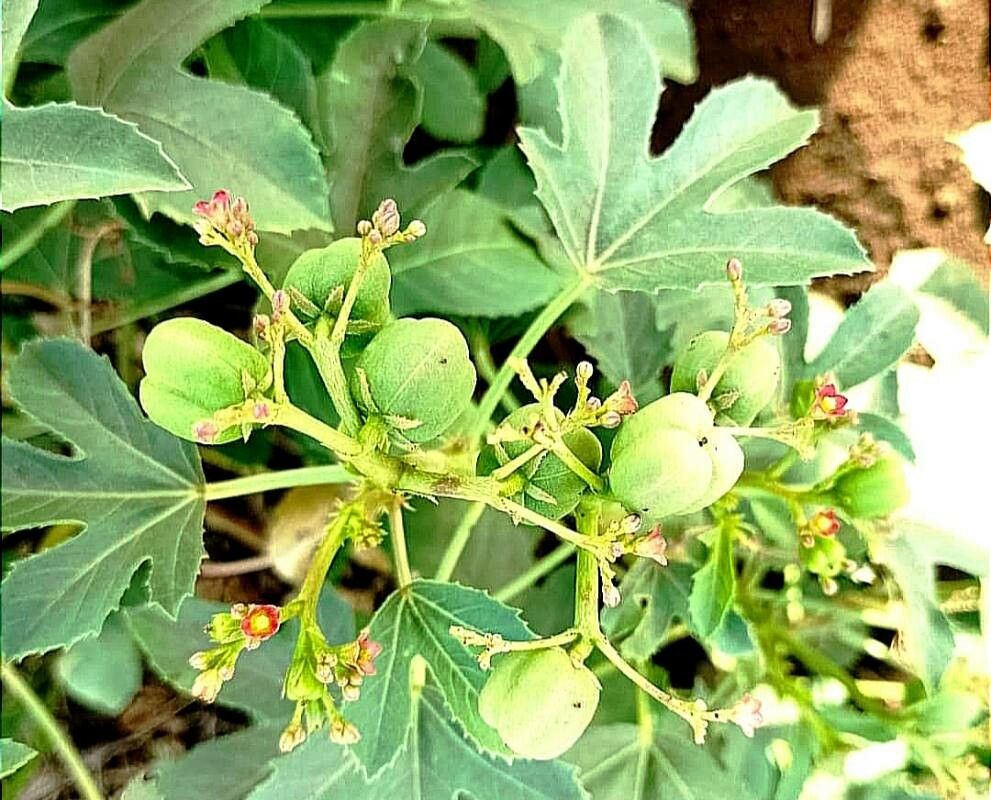 Jatropha glauca — houseplant care guide