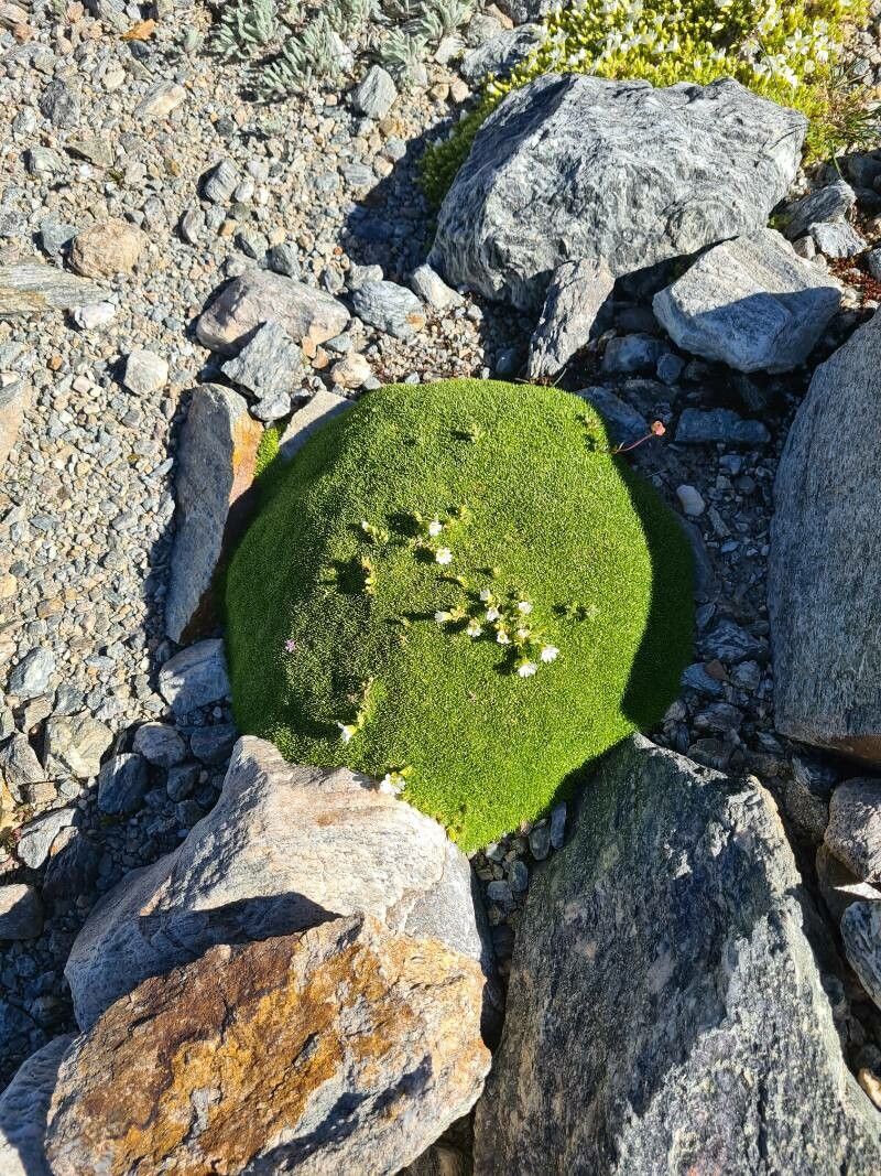 Sagina pilifera leaf