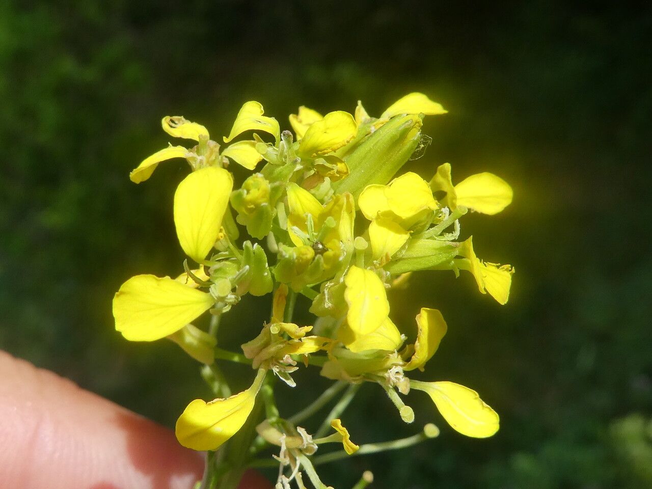 Sisymbrium erysimoides flower