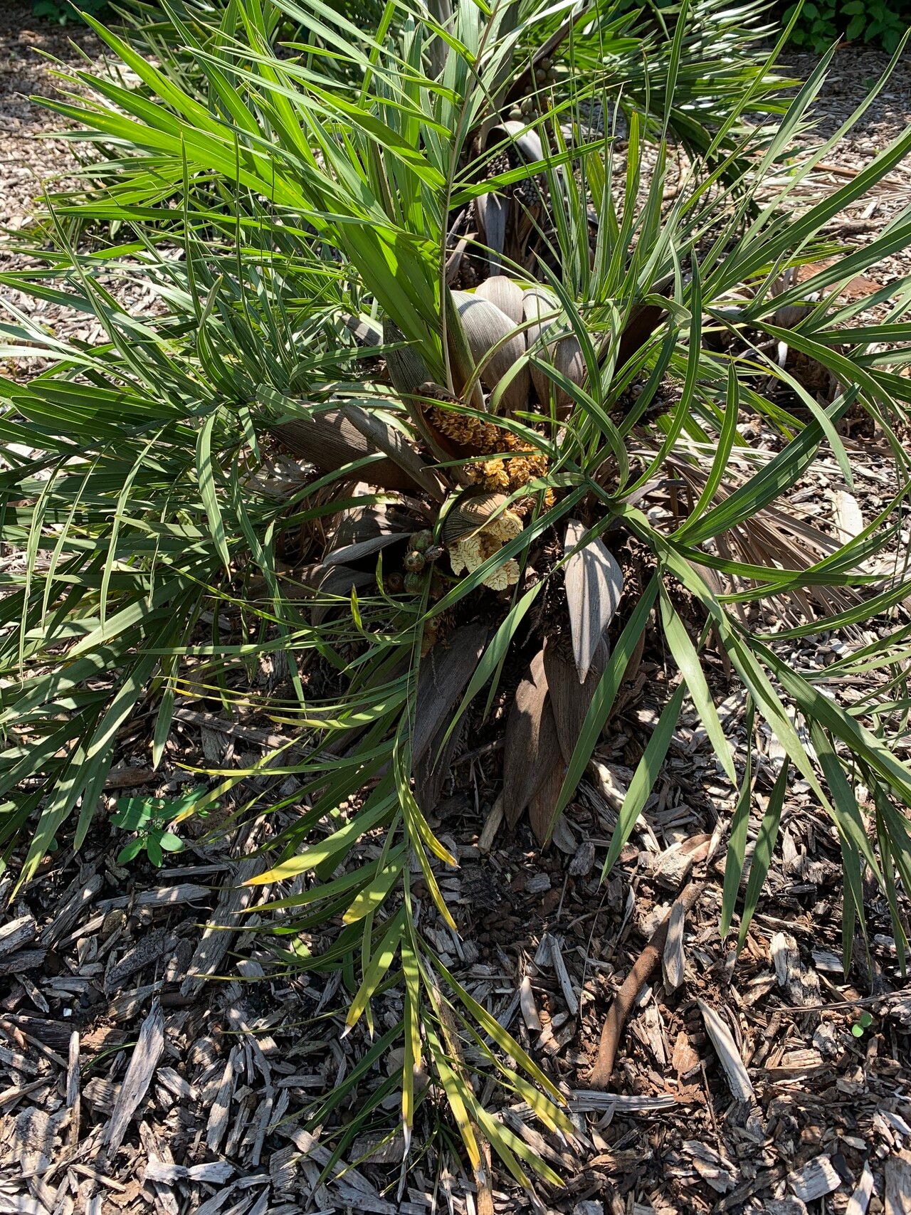 Syagrus allagopteroides habit