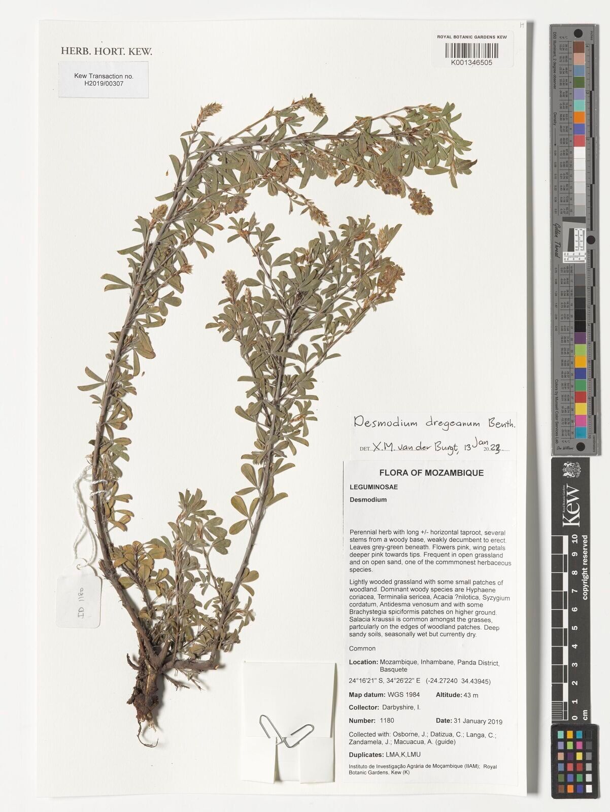 Grona caffra — related species from the same genus