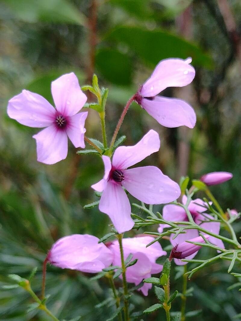 Tetratheca thymifolia flower