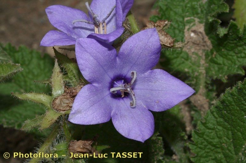 Campanula alata