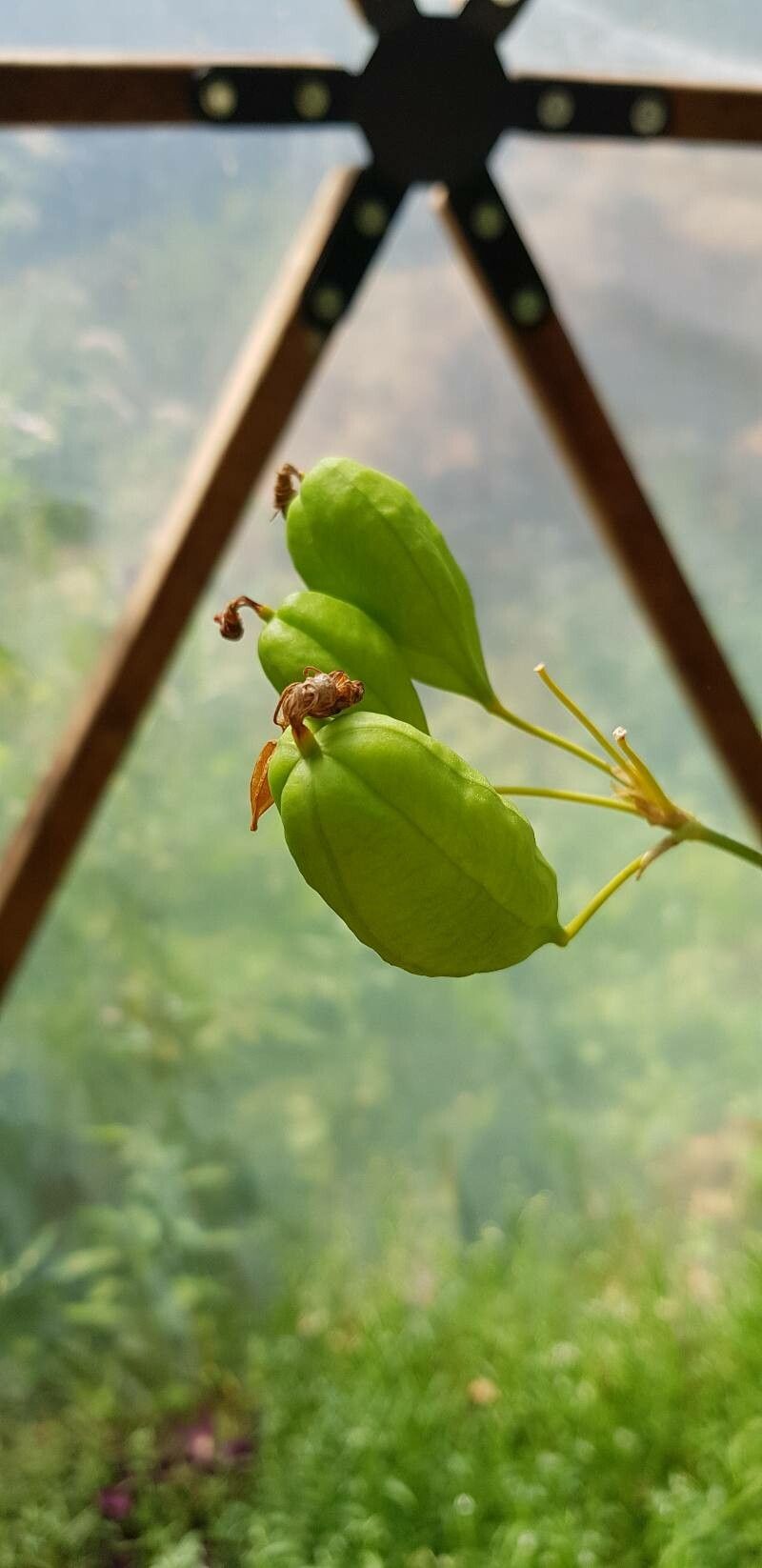 Iris domestica fruit