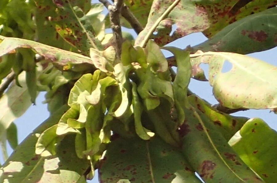 Terminalia laxiflora fruit