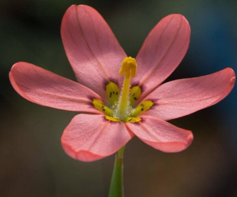 Moraea flaccida — houseplant care guide