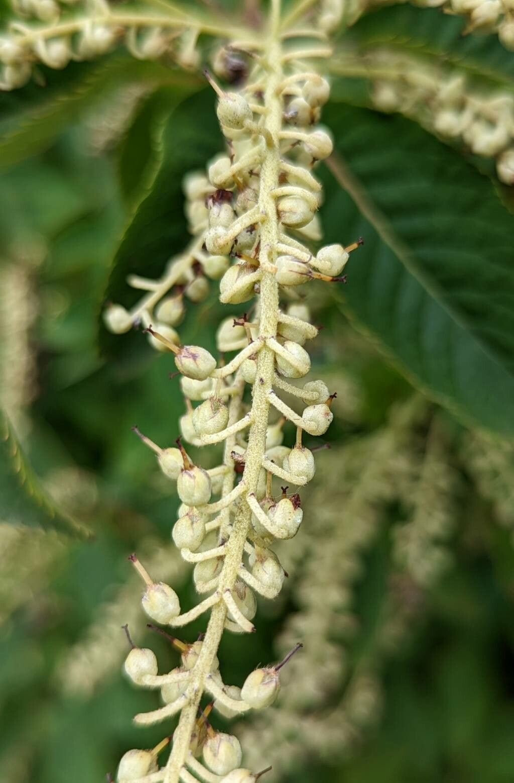 Clethra barbinervis fruit