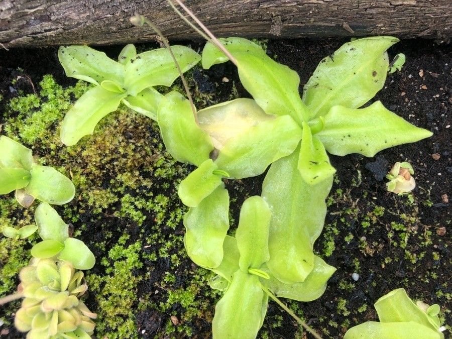 Pinguicula laueana — houseplant care guide