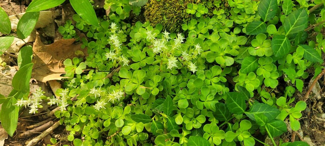 Sedum ternatum habit